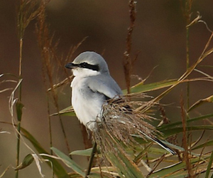 Дунхай (Үнсэн дунхай)